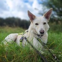 Fabelhafter Cosmo sucht SEIN zuhause, Hund zur Adoption