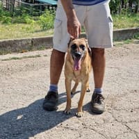 🆘RUBY in 91616 Neusitz SOS 🆘, Hündin zur Adoption