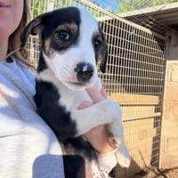 Frankie, Hund zur Adoption