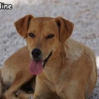 JAQUELINE, Hündin zur Adoption