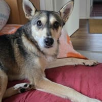 Yowsa wartet auf PS in Hamburg!, Hündin zur Adoption