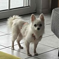 Maeve sucht ein liebevolles Zuhause, Hündin zur Adoption