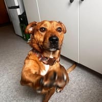 Jean wartet auf PS in Hamburg!, Hund zur Adoption