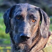 KENAI - sanft&anhänglich, Hund zur Adoption