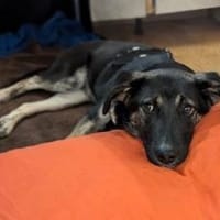 Hübsche Yumi, Hündin zur Adoption