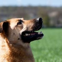 Alma - menschenbezogen und fröhlich, Hündin zur Adoption