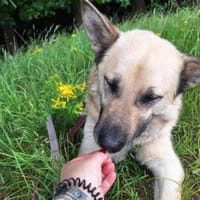Phili  ein Kämpfer mit großem Herzen, Hund zur Adoption