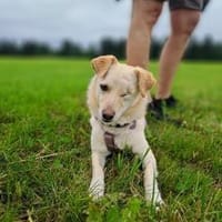 Merlin, einfach zauberhaft!, Hund zur Adoption