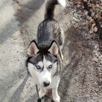 NULA 💕 sucht eine Familie, Hündin zur Adoption