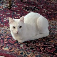 verschmuster Sky, Kater zur Adoption