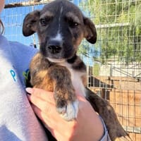 Nelly, Hündin zur Adoption