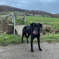 Romy, Hündin zur Adoption