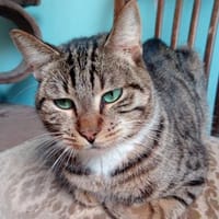 Rick und Ole, Kater zur Adoption