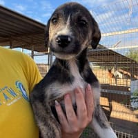 Ethan, Hund zur Adoption