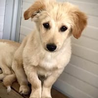 Lars - Liebenswerter Hundejunge sucht ku, Hund zur Adoption