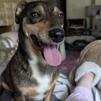 Süßer Quincy sucht nette Familie!, Hund zur Adoption