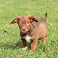 Tinka unsere kleine Prinzessin..., Hündin zur Adoption