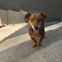 Bailey - unser Schatz auf 4 Pfoten, Hund zur Adoption