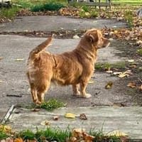 Brownie, kleiner Hund - großes Herz, Hündin zur Adoption