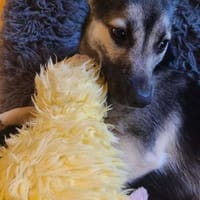 San - Die Feinfühlige, Hündin zur Adoption