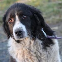 Marina - zutraulich u. kinderlieb, Hündin zur Adoption