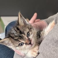 Lilly - kleine Kuschelmaus, Katze zur Adoption