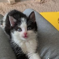 Rocky - aufgeweckt und fröhlich, Kater zur Adoption