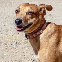 Hettie - eine ruhige und sanfte Hündin, Hündin zur Adoption