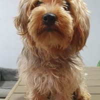 Max sucht ein neued Zuhause, Hund zur Adoption