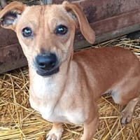 Oli wurde ausgesetzt, Hündin zur Adoption