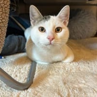 Zuhause gesucht für Smartie, Kater zur Adoption