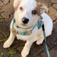 Hundekind sucht Bestplatz, Hund zur Adoption