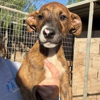 Polly, Hündin zur Adoption