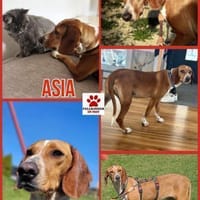 Liebe Asia sucht ihre Menschen, Hündin zur Adoption