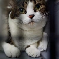 Gucci, lieb, neugierig, verschmust, Katze zur Adoption