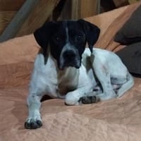 Pongo, Hund zur Adoption