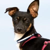 GOPI - spätere Adoption möglich 🙏, Hund zur Adoption