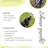 💕Sunny💕 sucht ihre Menschen💕, Hündin zur Adoption