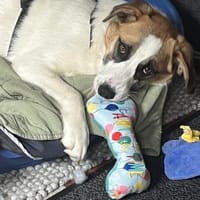 Zara - vorvermittelt -, Hündin zur Adoption