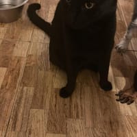 Houdi wird Dich verzaubern, Kater zur Adoption