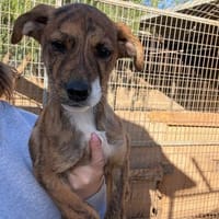 Ruby, Hündin zur Adoption