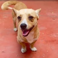 ❤🐾 SUNNY-LEVI, ca. 3Ja,  lustig+witzig, Hund zur Adoption