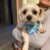 Maddox  - Der kleine Süße, Hund zur Adoption