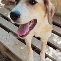 Taro - Goldstück wartet in RLP, Nähe KO, Hund zur Adoption