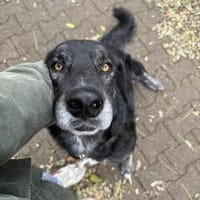 Hänsel - Ein All-Round-Traumpaket!!!, Hund zur Adoption