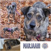 MARJAANI* Charmante Persönlichkeit, Hündin zur Adoption