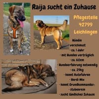 Die liebe 💕Raija 💕sucht ihre Menschen, Hündin zur Adoption