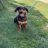 HERMANN - geb. ca. 01/2024 - Dackel Mix, Hund zur Adoption