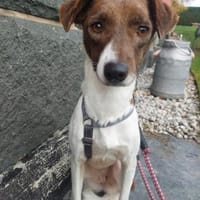 Ruhige Zelda, Hündin zur Adoption