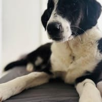 💙Jack Pot💙sucht sein großes Glück, Hund zur Adoption